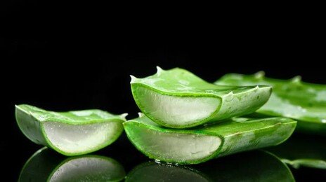알로에의 반전…뇌 속 ‘치매 효소’ 잡는 단서 발견