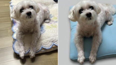 “강아지 뒤 배경 지워줘”에…5초만에 깔끔 사진 변신