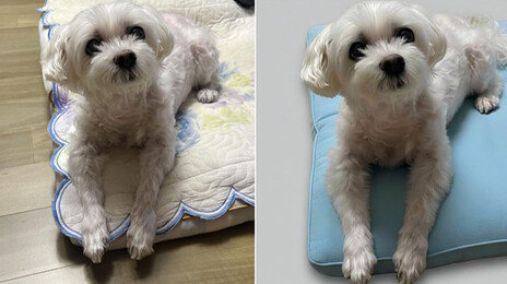 “강아지 뒤 배경 지워줘”에…5초만에 깔끔 사진 변신