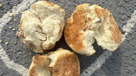 반려견놀이터에 ‘낚싯바늘 빵’ 던져놓은 60대…“개 짖는 소리 시끄러워”