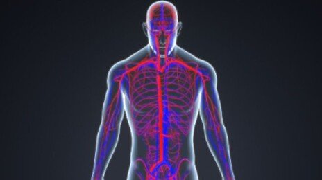 매일 반복하는 이 습관, 동맥을 야금야금 망가뜨린다[노화설계]