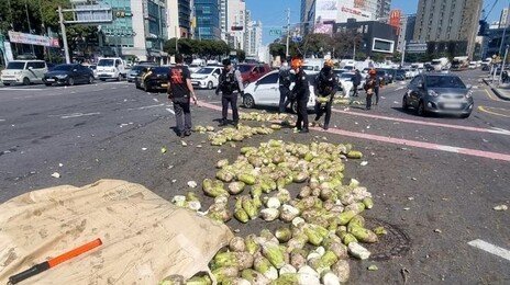제주항 가던 월동무 2t이 ‘와르르’…경찰, 운전자에 범칙금 부과
