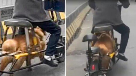 “개 엔진?” 자전거 개조해 반려견으로 동력…中동물학대 논란
