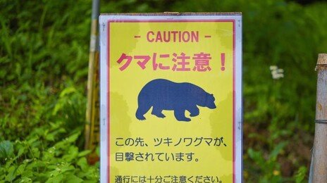 겨울잠 깬 배고픈 곰 몰려온다…日 ‘곰과의 전쟁’ 돌입