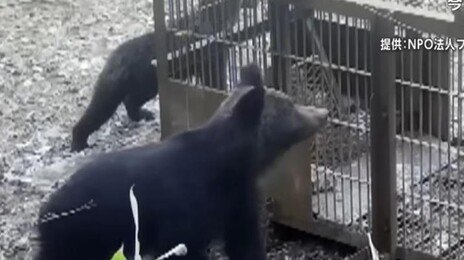 日 ‘곰과의 전쟁’ 나섰다… “겨울잠 깰때 포획 작전”