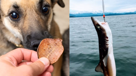 그물 찢던 골칫덩이 상어…日 반려견 ‘최애’ 간식으로 활용