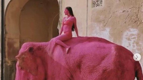 코끼리가 왜 분홍색으로?…사진 한 장에 온라인 ‘발칵’