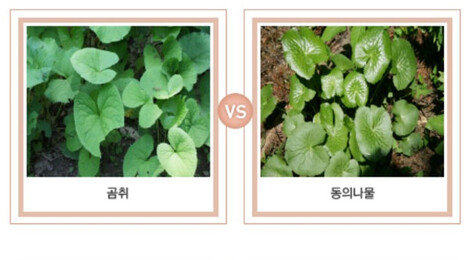 “산나물-독초 헷갈리지 마세요”…구별 어떻게?