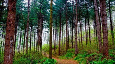 산불에 강한 ‘활엽수’ 심어 숲 체질 바꾼다