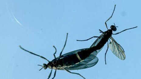 아무리 익충이라도…여름철 불청객 ‘러브버그’ 방제 근거 생긴다