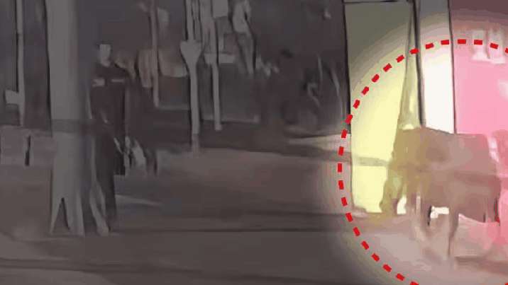 천안 도심 한복판서 도로 내달리는 소 포착…무슨 일?