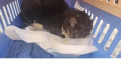 길고양이 머리를 토치 불로…상습 학대한 70대 붙잡혀