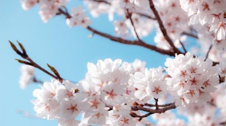日 89세 남성, 벚꽃 구경하던 여성 팔 깨물어…연행 도중 사망 ‘논란’