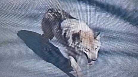李대통령 “‘대전 오월드 늑대’ 포획 노력…안전하게 돌아오길”