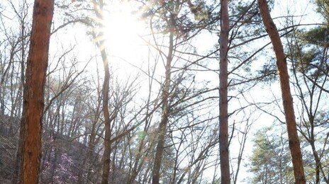 목재 가공-재배-관광… 산림경영 사업 13년 “숲이 평생 직장으로”