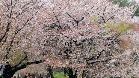 내일 낮 최고 23도 ‘완연한 봄’…큰 일교차 주의