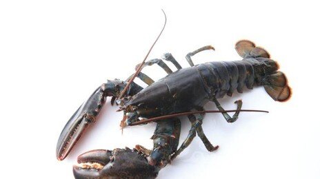 바닷가재에 사람 진통제 놨더니 통증 줄어…“갑각류 고통 근거 추가”