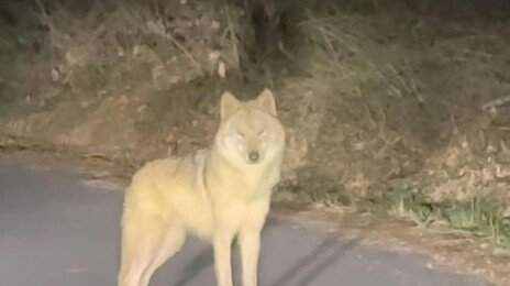 6일만에 찾은 ‘늑구’, 포위망 뚫고 다시 도망