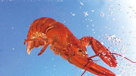 “먹는 랍스터 아닌데?”…식당 ‘마스코트’ 바다에 던진 환경운동가 논란