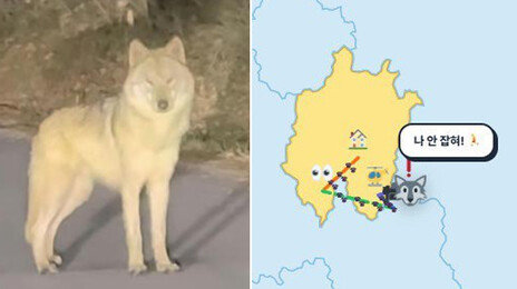 “늑구야, 대체 어딨니”…추적 사이트 ‘늑구맵’도 등장