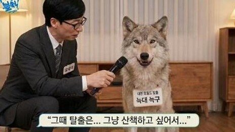 ‘탈출왕’ 늑구, 유퀴즈 출연? ‘늑구 밈’ 봇물