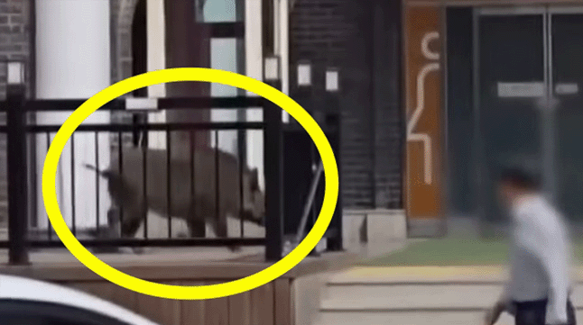 고속도로 휴게소서 멧돼지 난동…女화장실 문 ‘쿵쿵’