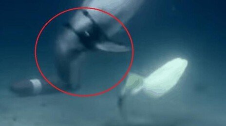 돌고래까지 투입하나…美, 드론으로 기뢰 제거 나섰다