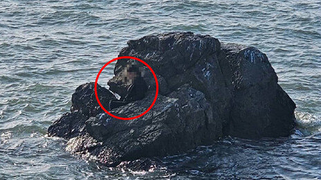 “자다가 깨니 바다 한가운데”…대부도 갯바위서 60대女 구조