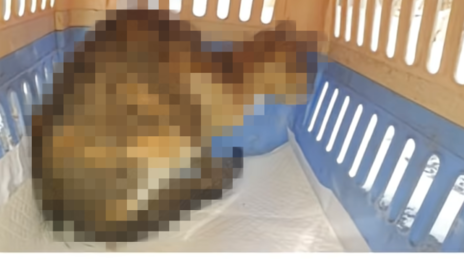 길고양이 얼굴을 ‘토치’로…경찰, 상습 학대 혐의 70대 구속영장 신청
