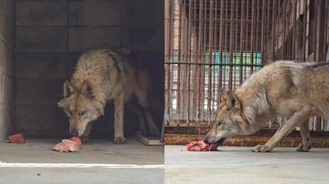늑구 먹이 맨바닥에 뒀다고…‘밥 그릇’ 요구에 오월드 측 해명은