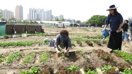 “3번 도전해 당첨” 서울 도시텃밭 열풍