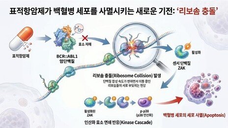 KAIST 공동연구팀, 백혈병 항암제 ‘두 얼굴의 단백질’ 규명…내성 극복 실마리