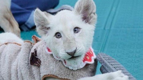 아기 백사자 ‘보문이’ 폐사…“근친교배 비극” 지적도