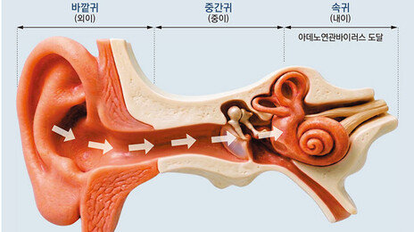 ‘정상 유전자’를 난청 환자 귀에 주입… “소리가 들려요”