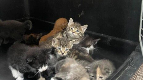 오물 속 고양이 130마리 ‘끔찍’…美 동물보호단체 “사상 초유의 사태”