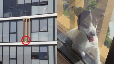 13층서 실종된 반려견, 이웃집 난간에 끼어 있었다