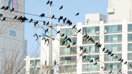 인천 계산동 학교·상가, 44분간 정전…“까치집 합선”