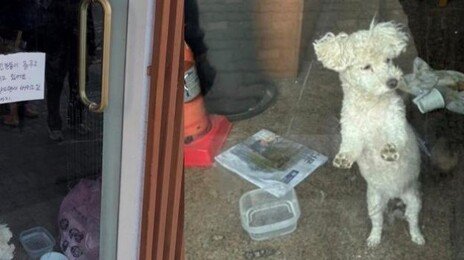 “강아지 버리고 갔다” 목격담 SNS 파장…점주 “유기 사실무근”