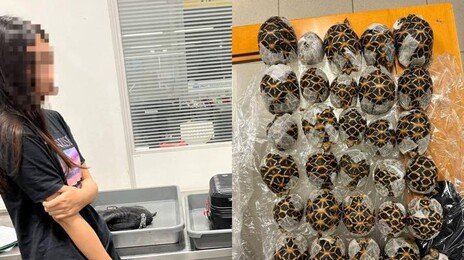 “단속 피하려 몸에 거북이 30마리 부착”…대만 여성, 태국 공항서 덜미