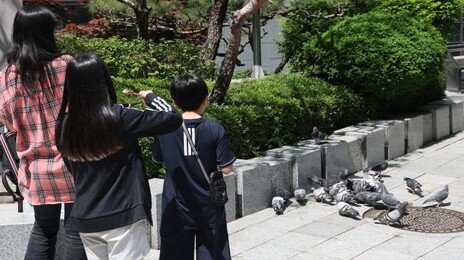 비둘기 모이 주는 ‘피죤맘’ 논란…금지구역 지정해도 단속 안해