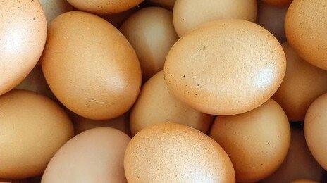 “햄스터 세포 너무 비싸”… 계란으로 항암제 만든다