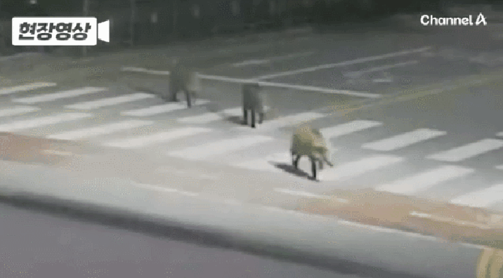 새벽 세종 도심에 멧돼지 3마리 출몰…2마리 사살