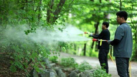 올여름도 ‘러브버그 공포’…“수도권 곳곳 유충 집단 확인”