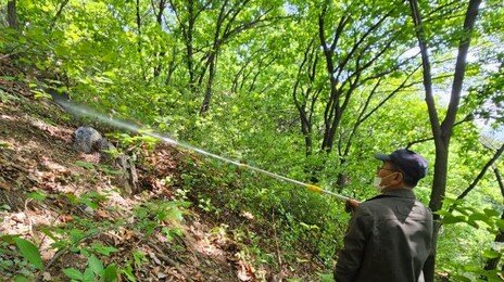 “러브버그 올해도 대발생 가능성… 전쟁 시작”