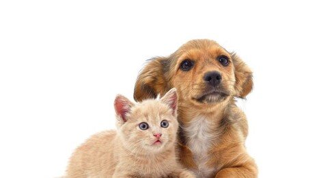 ‘강아지 vs 고양이’ 승자는?…CNN이 주목한 동아시아의 선택