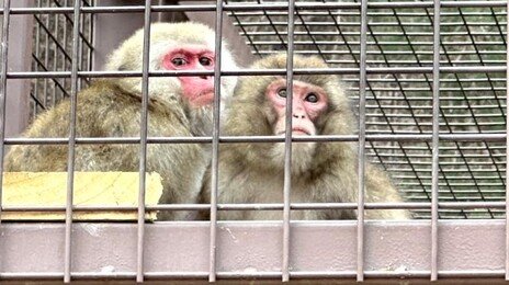 포항 환호공원서 일본원숭이 2마리 탈출…하루만에 생포