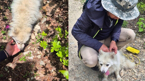 해발 1100m서 며칠째 떠돌던 흰 강아지…부부 품에서 ‘두부’가 됐다