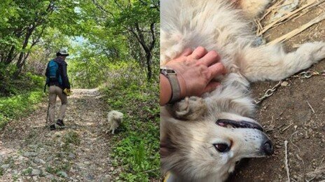 천황산 정상서 떠돌던 흰 강아지, 부부 품에서 ‘두부’ 됐다