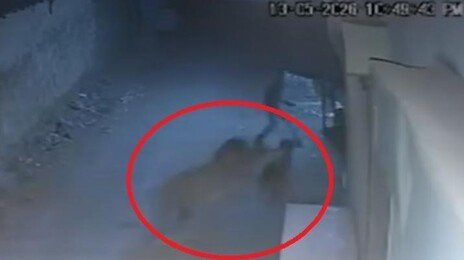 ‘고양이 아니었어?’…골목 걷다가 사자 두 마리 마주친 청년