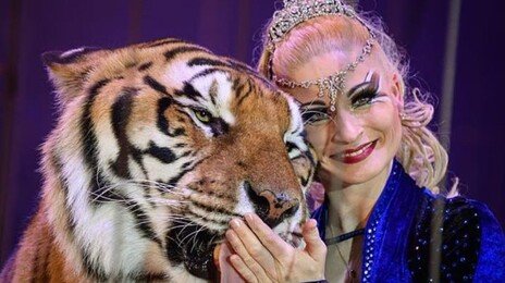 獨 ‘호랑이의 여왕’이 기르던 호랑이, 사람 물고 탈출…경찰에 사살